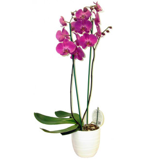 White Orchid Planter