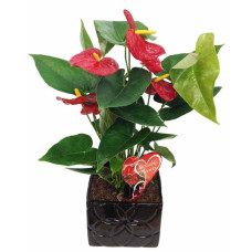 Anthurium Planter