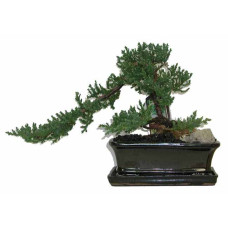 Bonsai