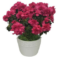 Azalea Planter