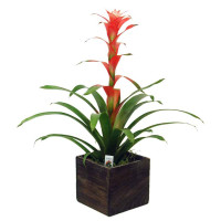 Bromeliad Planter