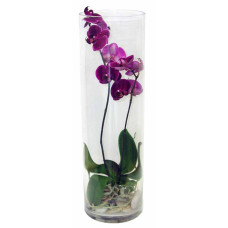 Orchid Terrarium