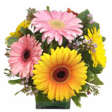 Gerbera Daisy Bouquet